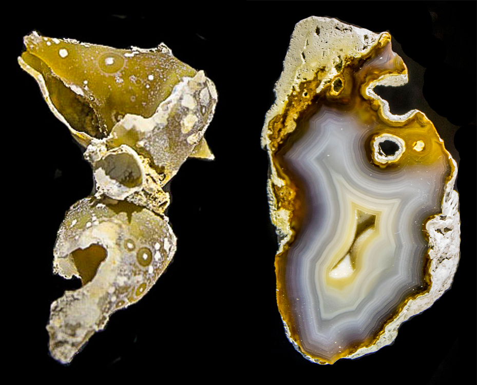 Arriba 49+ imagen agate coral fossil